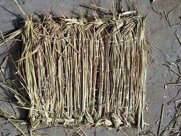 草墊發霉問題如何避免？看這里！